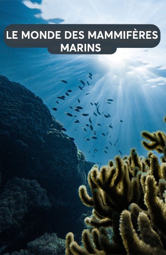 VIGNETTE-S_MONDE-MARIN.jpg